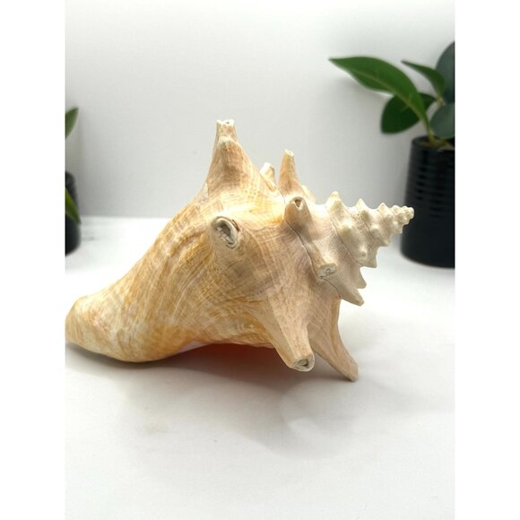 Large Natural Conch Shell Coastal Decor Beach Themed Home Accent Nautical Displa - Picture 8 of 8